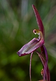 Cyrtostylis reniformus Small Gnat-orchid (c)